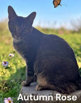 Tabby Cats Available for Adoption in Weems, Virginia - Autumn Rose | PetCurious