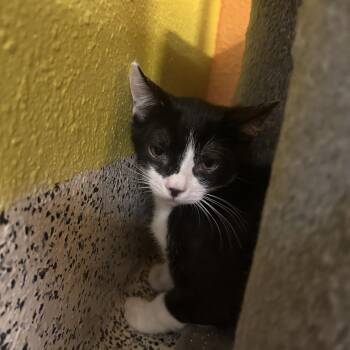 Buldak -  Domestic Short Hair Cat for Adoption in Fresno, California - Buldak | PetCurious