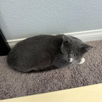 Rescue Domestic Short Hair Cats for Adoption in Las Vegas, Nevada - Battle Cat | PetCurious