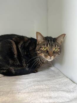 Ti-gars -  Domestic Short Hair Cat for Adoption in Delson, Quebec - Ti-gars | PetCurious