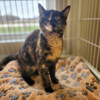 Tortoiseshell Cats Available for Adoption in Waupun, Wisconsin - Cassie | PetCurious