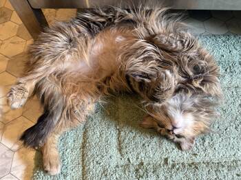 Gypsie -  Torbie Cat for Adoption in Mist, Oregon - Gypsie | PetCurious