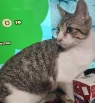 Robby -  Domestic Short Hair Cat for Adoption in Cincinnati, Ohio - Robby | PetCurious