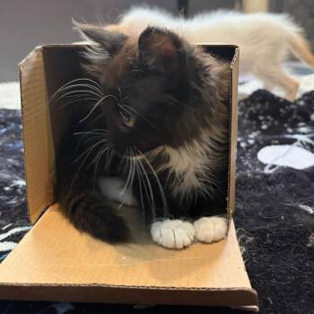 Domino -  Domestic Medium Hair Cat for Adoption in Pleasanton, California - Domino | PetCurious