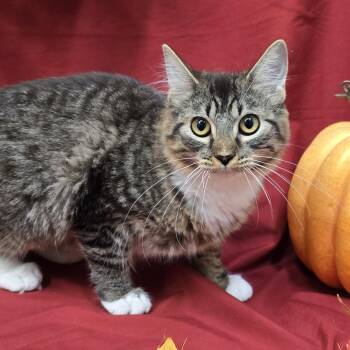 Tabasco -  Domestic Long Hair Cat for Adoption in Payson, Arizona - Tabasco | PetCurious