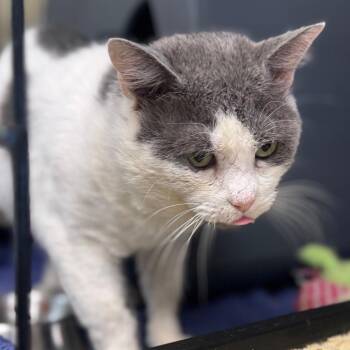 Domestic Short Hair Cats Available for Adoption in Columbus, North Carolina - Skye | PetCurious