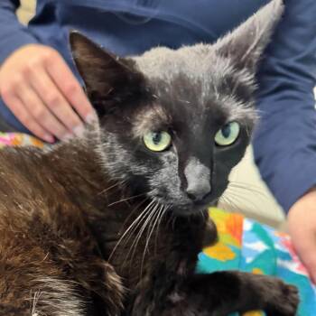Mags -  Domestic Short Hair Cat for Adoption in Washington, District Of Columbia - Mags | PetCurious