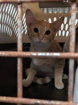 Arthur -  Domestic Short Hair Cat for Adoption in Angola, Indiana - Arthur | PetCurious
