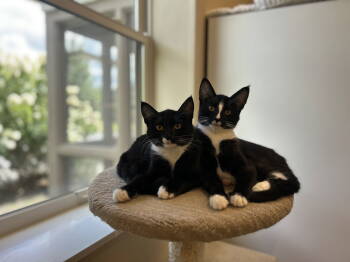Rescue Domestic Short Hair Cats for Adoption in Arlington, Vermont - Sweet Pea & Petunia | PetCurious