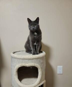 Domestic Medium Hair Cats Available for Adoption - Bug (bonded With June) | PetCurious