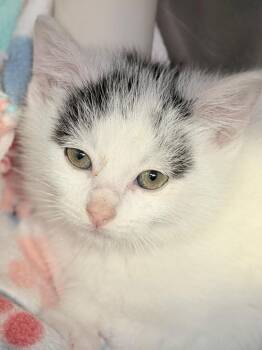 Peanut -  Domestic Short Hair Cat for Adoption in Menomonie, Wisconsin - Peanut | PetCurious