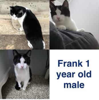 Domestic Short Hair Cats Available for Adoption in Mustang, Oklahoma - Frank | PetCurious