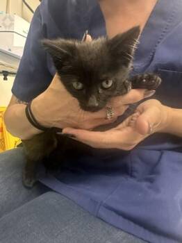 Pleather -  Domestic Medium Hair and Domestic Short Hair Cat for Adoption in Roseville, California - Pleather | PetCurious