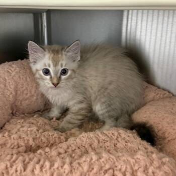 Flannel -  Domestic Short Hair Cat for Adoption in Norman, Oklahoma - Flannel | PetCurious