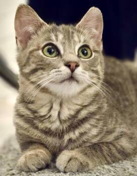 Tabby and Domestic Short Hair Cats Available for Adoption in Vaughan, Ontario - Mila (bonded With Milton) | PetCurious