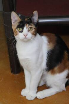 Calico and Domestic Short Hair Cats Available for Adoption in Austin, Minnesota - Paris | PetCurious