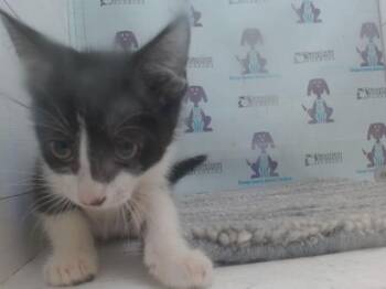 Domestic Short Hair Cats Available for Adoption in Orlando, Florida - A595876 | PetCurious