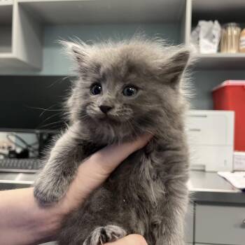 Domestic Medium Hair Cats Available for Adoption in Greensboro, North Carolina - Dolce | PetCurious