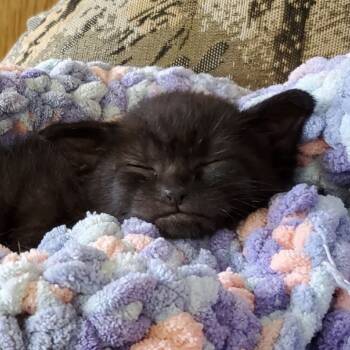 Rescue Domestic Short Hair Cats for Adoption in Pittsburgh, Pennsylvania - Eclipse | PetCurious