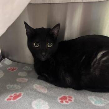 Cece -  Domestic Short Hair Cat for Adoption in Merriam, Kansas - Cece | PetCurious