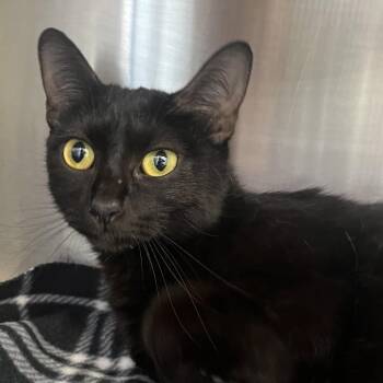 Lucy -  Domestic Medium Hair Cat for Adoption in Madisonville, Tennessee - Lucy | PetCurious