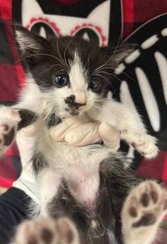 Domestic Short Hair Cats Available for Adoption - IGOR | PetCurious