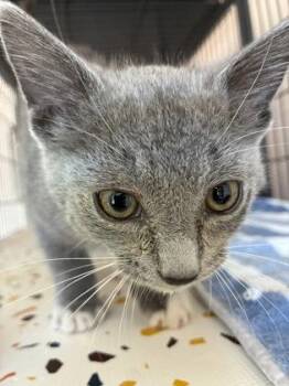 26-633 -  Domestic Short Hair Cat for Adoption in Barnesville, Georgia - 26-633 | PetCurious