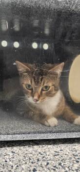Apple Jack -  Domestic Short Hair Cat for Adoption in Athens, Tennessee - Apple Jack | PetCurious