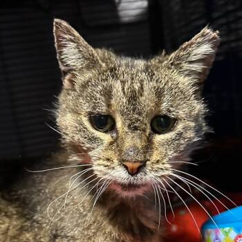 Domestic Short Hair Cats Available for Adoption in Hampton Bays, New York - Chai | PetCurious