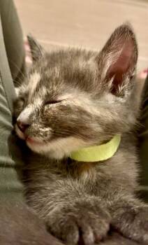 Domestic Short Hair Cats Available for Adoption in Sebastian, Florida - Ophelia | PetCurious