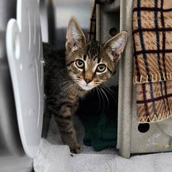 Bode -  Domestic Short Hair Cat for Adoption in Walker, Michigan - Bode | PetCurious