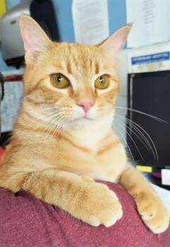 Rescue Domestic Short Hair Cats for Adoption in Canfield, Ohio - HARDY | PetCurious