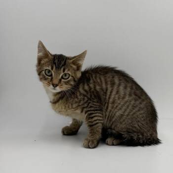 Unstoppable -  Domestic Short Hair Cat for Adoption in State College, Pennsylvania - Unstoppable | PetCurious