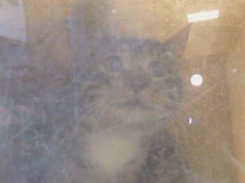 Domestic Short Hair Cats Available for Adoption in Sacramento, California - ARNOLD (BARN CAT) | PetCurious