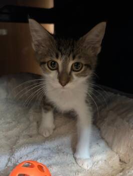 Lindzy -  Domestic Short Hair Cat for Adoption in Little Elm, Texas - Lindzy | PetCurious