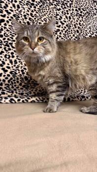 Queenie -  Domestic Medium Hair Cat for Adoption in Fort Madison, Iowa - Queenie | PetCurious