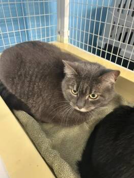 Domestic Short Hair Cats Available for Adoption in Claremont, New Hampshire - Wasabi | PetCurious