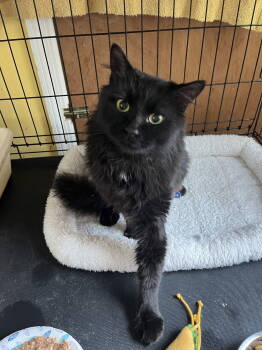 Rescue Domestic Long Hair Cats for Adoption in Broomall, Pennsylvania - Clifford | PetCurious