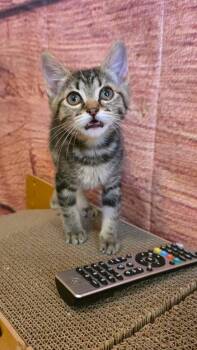 Nana -  Domestic Short Hair Cat for Adoption in Beaverton, Oregon - Nana | PetCurious