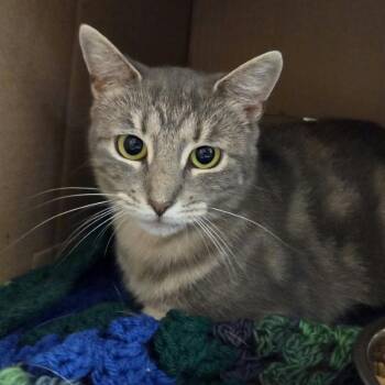 Birch -  Domestic Short Hair Cat for Adoption in Ballston Spa, New York - Birch | PetCurious