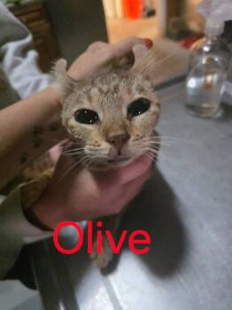 Rescue Highland Fold Cats for Adoption in Zimmerman, Minnesota - Olive | PetCurious