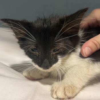 Friday -  Domestic Short Hair Cat for Adoption in Chattanooga, Tennessee - Friday | PetCurious