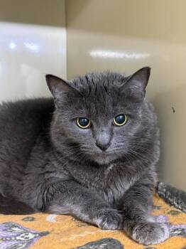 Big Edie (fka Kitty) -  Domestic Short Hair Cat for Adoption in Arlington, Washington - Big Edie (fka Kitty) | PetCurious