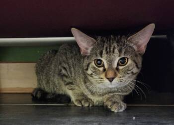 Rescue Domestic Short Hair Cats for Adoption in Winnipeg, Manitoba - Dora The Cookie-Scora | PetCurious
