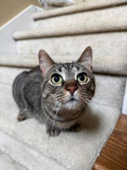Rosie -  Tabby Cat for Adoption in Knoxville, Tennessee - Rosie | PetCurious