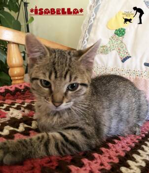 Isabella -  Domestic Short Hair Cat for Adoption in Centerville, Utah - Isabella | PetCurious
