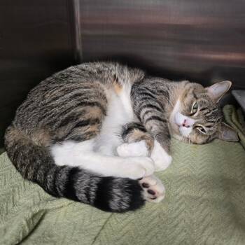 Alexander The Great -  Domestic Short Hair Cat for Adoption in Spokane, Washington - Alexander The Great | PetCurious