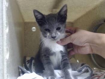 A551888 -  Domestic Short Hair Cat for Adoption in Moreno Valley, California - A551888 | PetCurious