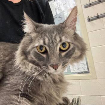 Smokey -  Domestic Long Hair Cat for Adoption in Murray, Utah - Smokey | PetCurious