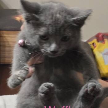 Waffle -  Domestic Short Hair Cat for Adoption in Carmel, Indiana - Waffle | PetCurious